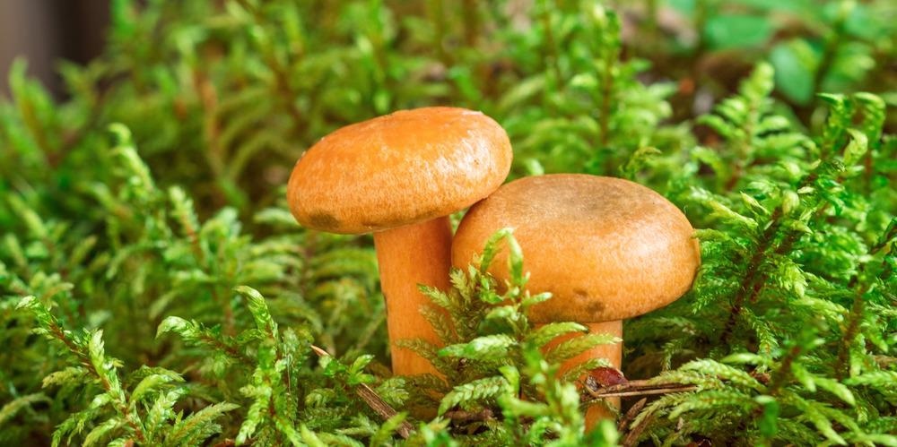 mushroom food packaging