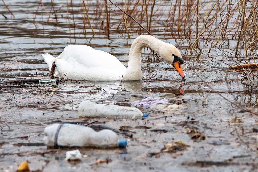 plastics in ecosystem, plastic waste, plastic waste wildlife