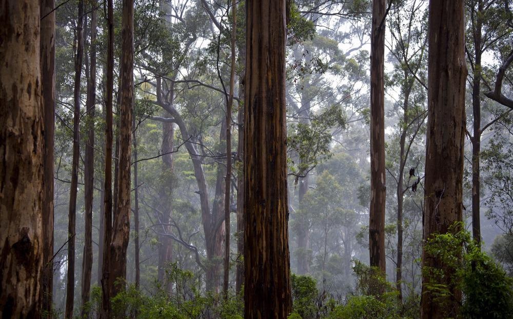 forest, australia