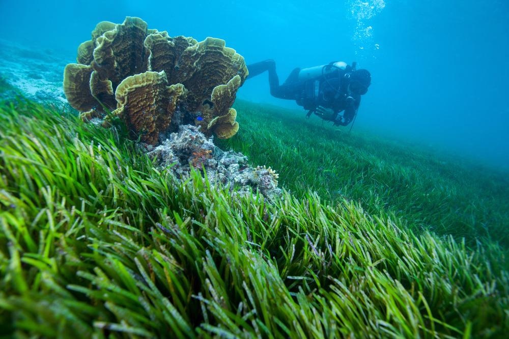 seagrass bed, climate change