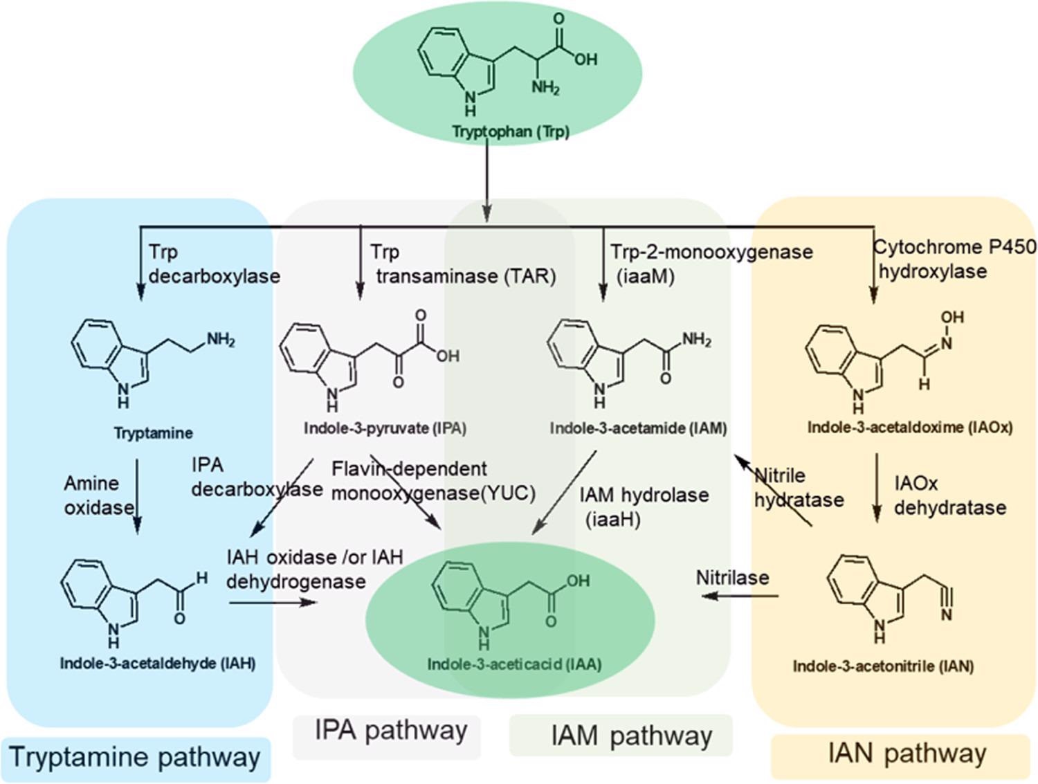 Tryptophan-dependent biosynthetic pathways toward indole-3-acetic acid in plants and plant-associated microbiomes. IAM and IPA pathways are the major route(s) to IAA formation in plants and plant-associated microorganisms.