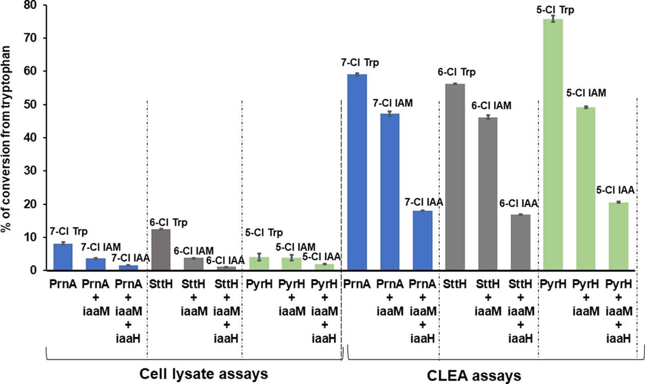 Comparison of HPLC conversion for three-enzyme cascade reactions with Fl-Hal (PrnA, PyrH, or SttH) and IAM pathway enzyme (iaaM and/or iaaH) combinations using either cell lysate reactions or CLEA catalysts. Reactions were performed by feeding 20 mg of tryptophan in 100 mM KPi buffer at pH 7.8 for 4 days at 30 °C. The experimental protocols are detailed in the Materials and Methods section.