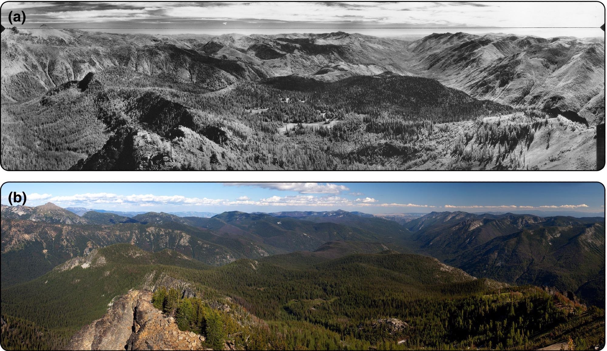 A densely treed landscape emerges. Panoramic photographs – taken from Duncan Hill, Washington, looking southeast along the Entiat River drainage to the Columbia River – show the majority of the 238,000-ha Entiat drainage in (a) 1934 and (b) 2012. Fire exclusion and selection cutting broadly homogenized successionally diverse pine forests, and dry and moist mixed-conifer forests. In the absence of wildfires, bark beetles kill trees, increase fuels, and synchronize large areas for burning. (a) RR Sarlin; National Archives and Records Administration, Seattle.