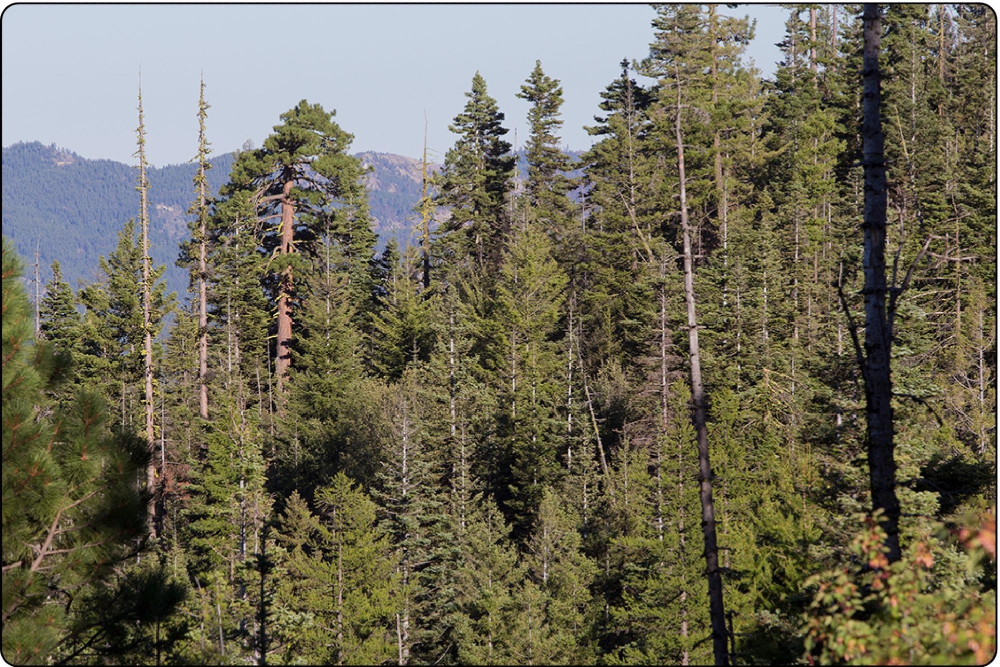 View near Tronsen Ridge (in the background), 2013, Okanogan-Wenatchee National Forest, Washington. Only a handful of trees in this scene were present 125 to 150 years ago. The largest ponderosa pines are 300 to 400 years old, developing under a frequent fire regime. Most other trees are fire-intolerant grand fir and Douglas fir that established over the period of livestock grazing and fire exclusion. A few dwarf mistletoe infested younger western larch are dead in this scene owing to extreme intertree competition for soil moisture and nutrients, and mistletoe infection severity.