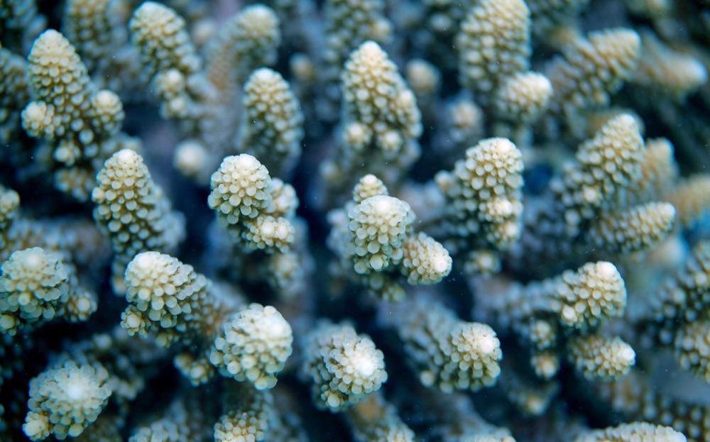 underwater world detail - macro aerial photography of acropora coral during a dive on a reef in Asia
