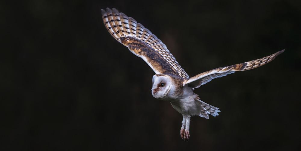 owl, night, light pollution