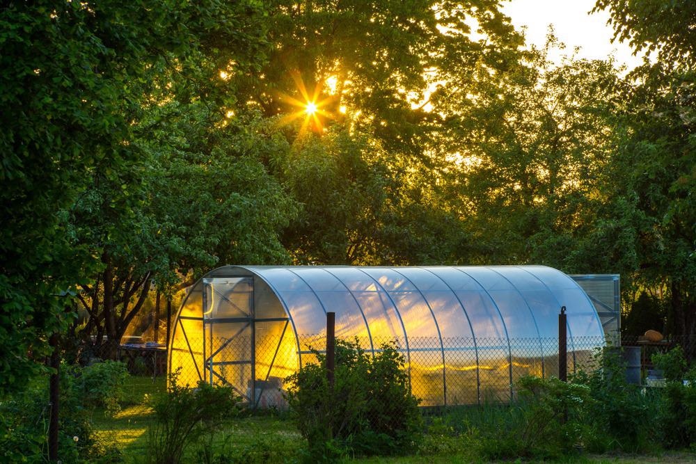 greenhouse, transparent solar panel