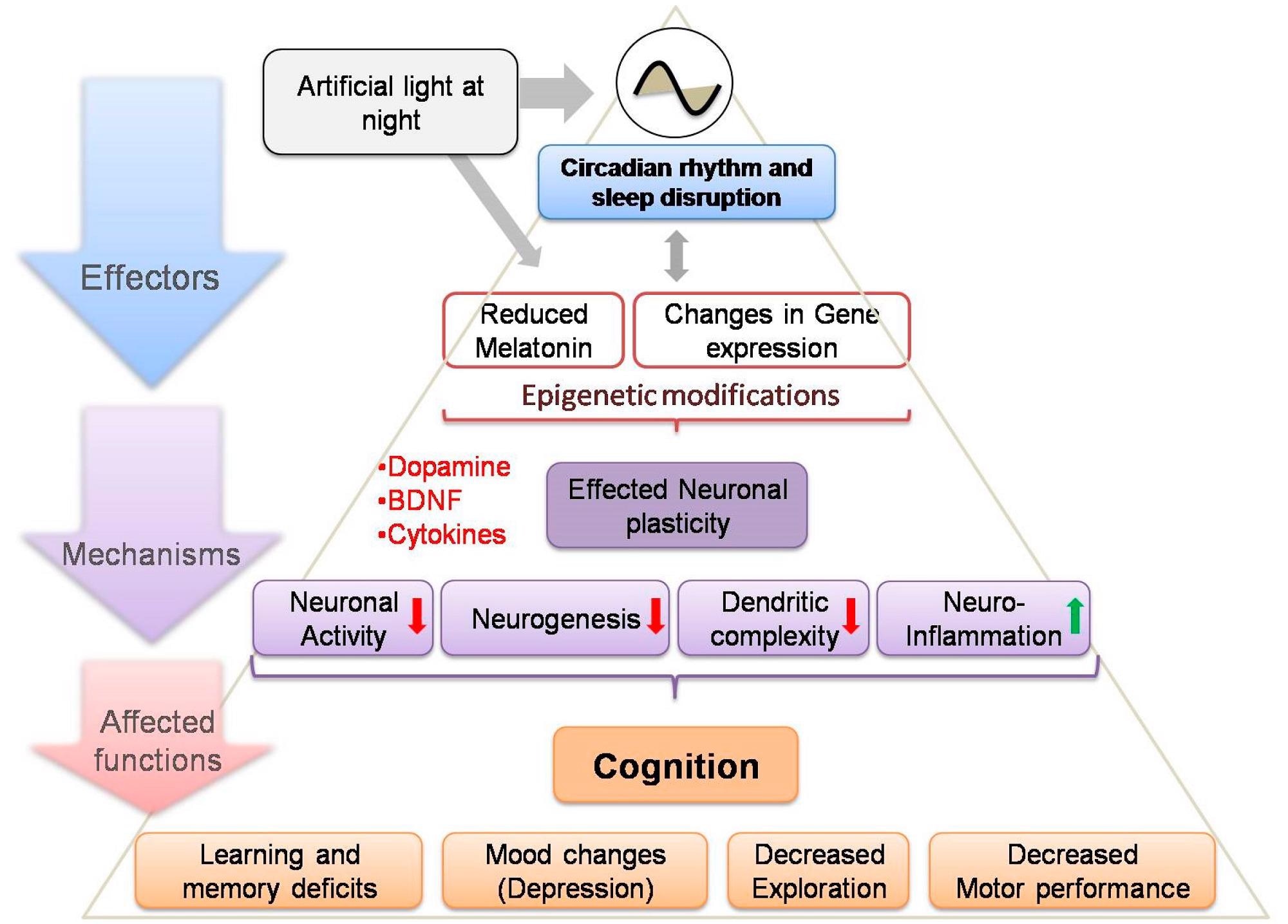 Schematic depicting effect of ALAN exposure, acting on different levels of organization (affecters) via a number of neuronal pathways (mechanisms), those resulting in a series of adverse effects on brain functions (affected functions). This model may help us to understand the complexity of the relationships among exposure components in a systematic manner and may help in assessing the impact on brain functions of ALAN exposure outcomes and their underlying mechanisms (red and green arrows indicate decreased and increased functions, respectively). BDNF: Brain-derived neurotropic factor.
