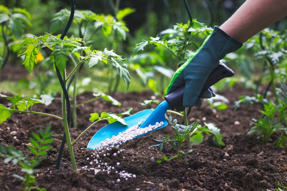 fertiliser pellets, tomato plant, fertilizer, sustainable