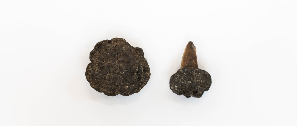 Polymetallic nodules with shark tooth
