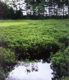A peat bog in America, where conditions are perfect for peat formation.