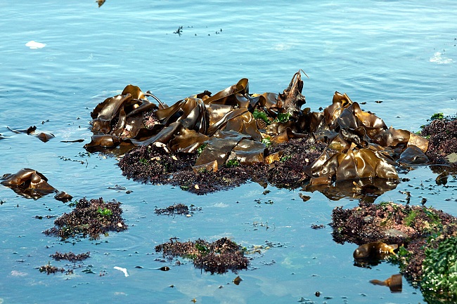 Seaweed is one of the more complex types of Algae