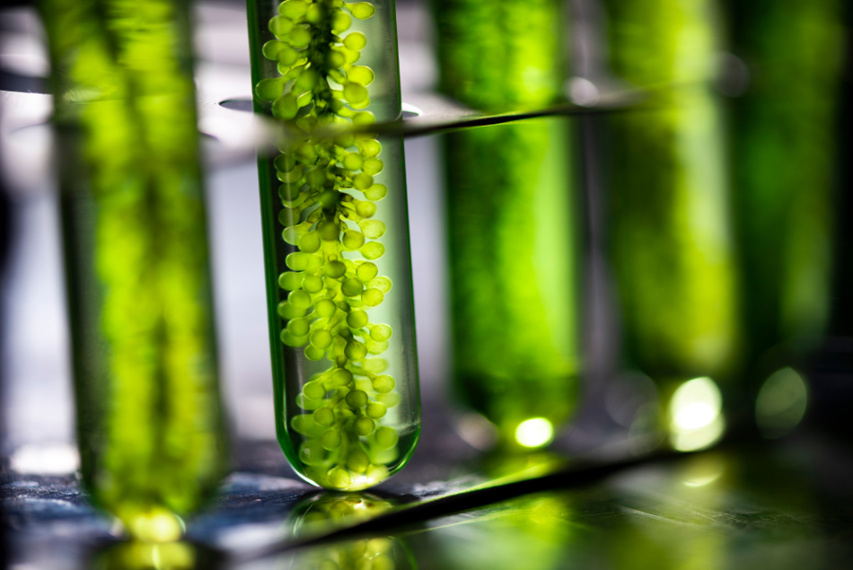 biochemical business. Algae-based Biofuel Production