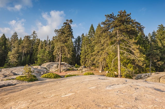 Sequoia National Park spans over 400,000 acres and attracted over 1,100,000 visitors in 2012.
