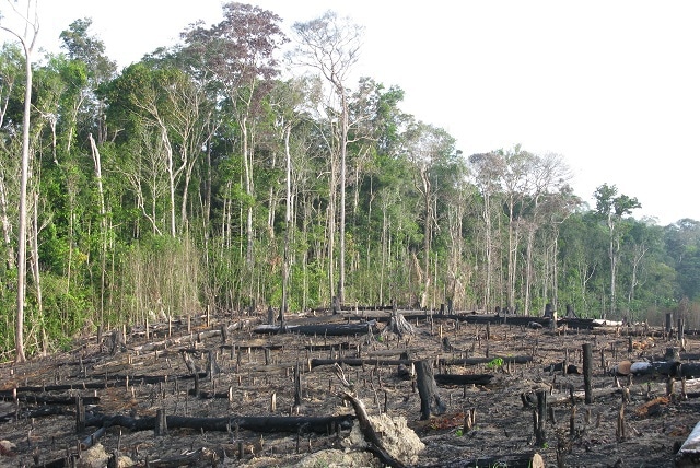 20 January 2010: A destroyed section of the tropical rainforest, Amazonia, Brazil Image credit: guentermanaus / Shutterstock.com
