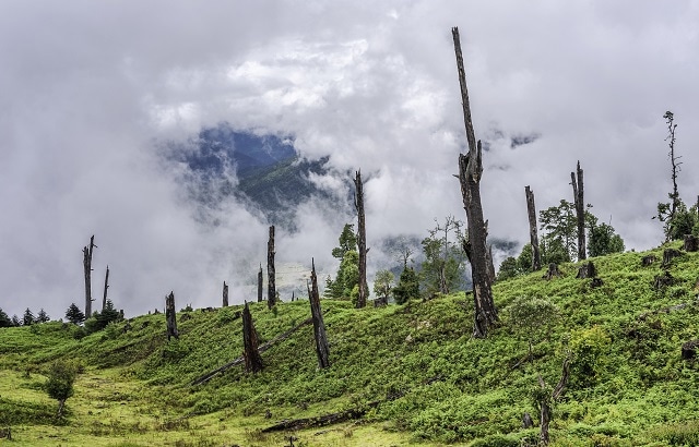 Tree stumps are left here due to disease and illegal logging (deforestation) high in the mountains of western Arunachal Pradesh, north east India