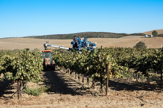 vineyard in Pablo Robles, California.