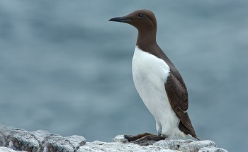 What Does Climate Change and Marine Heatwaves Mean for Seabirds?