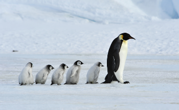 Climate Change to Drive Emperor Penguins to Extinction By 2100