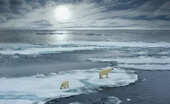 The Ecological Impact of Climate Change on Polar Bears