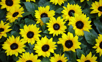 How Tiny Artificial Sunflowers Track and Harvest Solar Energy
