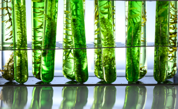 Will the Elemental Analysis of Algae Benefit the Renewable Energy Field?