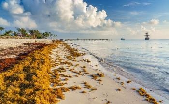 Seaweed’s Potential in Tackling Climate Change