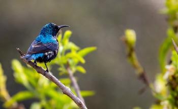 Introduced Bird Species are Failing to Replace Extinct Bird Roles
