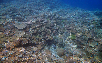 Determining the Diversity of Coral