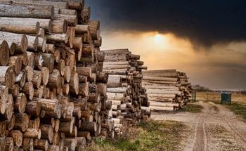 Transforming Unrecyclable Woody Biomass into Sustainable Products