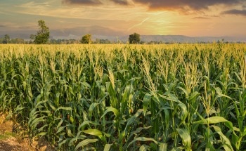 粮食系统的发展与我们星球的未来