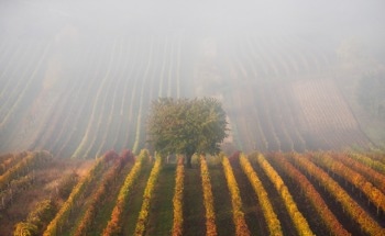 How Does Fog Harvesting Provide Sustainable Water Solutions?