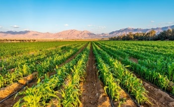 Top 5 Sustainable Agricultural Innovations in 2025