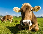 Is Vegetarianism Good For the Environment?