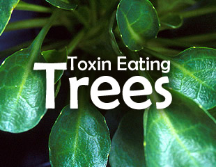 Toxin Eating Trees
