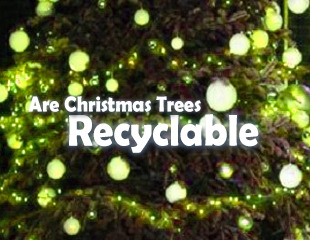 Are Christmas Trees Recyclable?