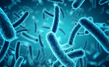 Bacteria Brings New Insights to Fuel Cells