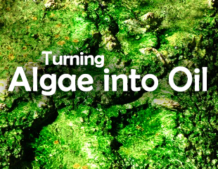 Turning Algae into Oil