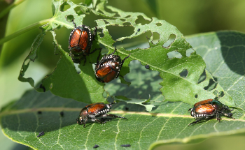 Elevated CO2 Impairs Key Component of Plant’s Defenses Against Leaf-Eating Insects