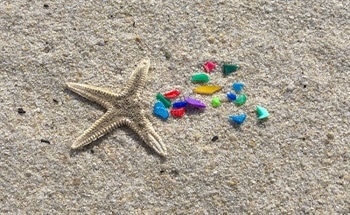 What are Microplastics and How are they Affecting the Environment?