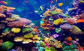 Coral Reef Bleaching & Rising Sea Temperatures