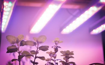 Commercial-Grade LED Grow Light for Vertical Farming - perihelion™