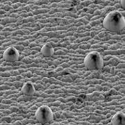 Scanning electron micrograph of a material