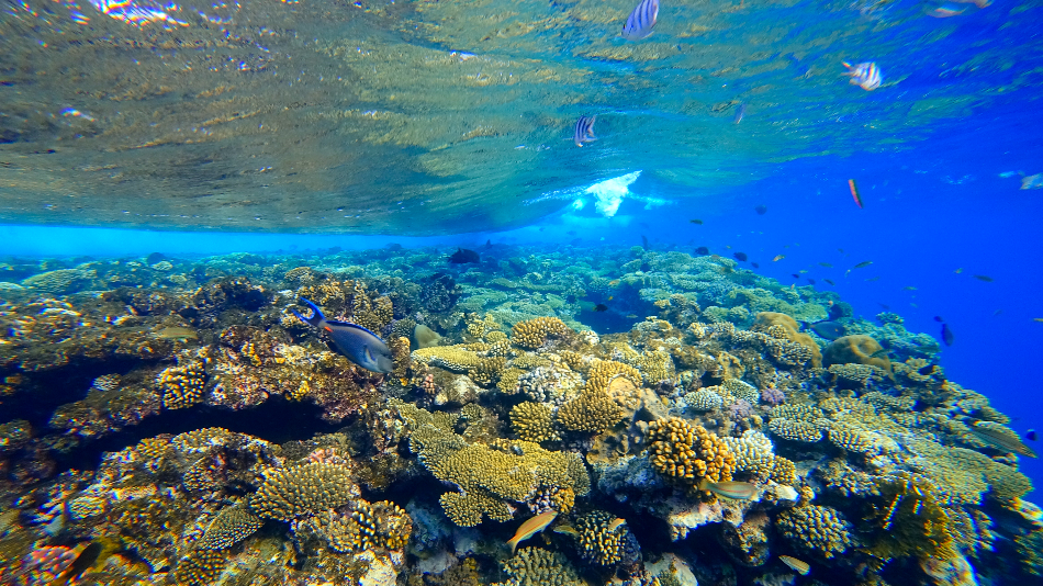 Coral Reefs Face Elimination by the End of the Century