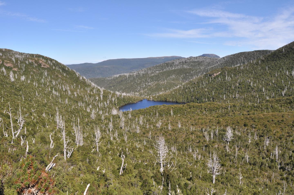 Dead Billy King pines in Tasmania’s ancient temperate rainforest
