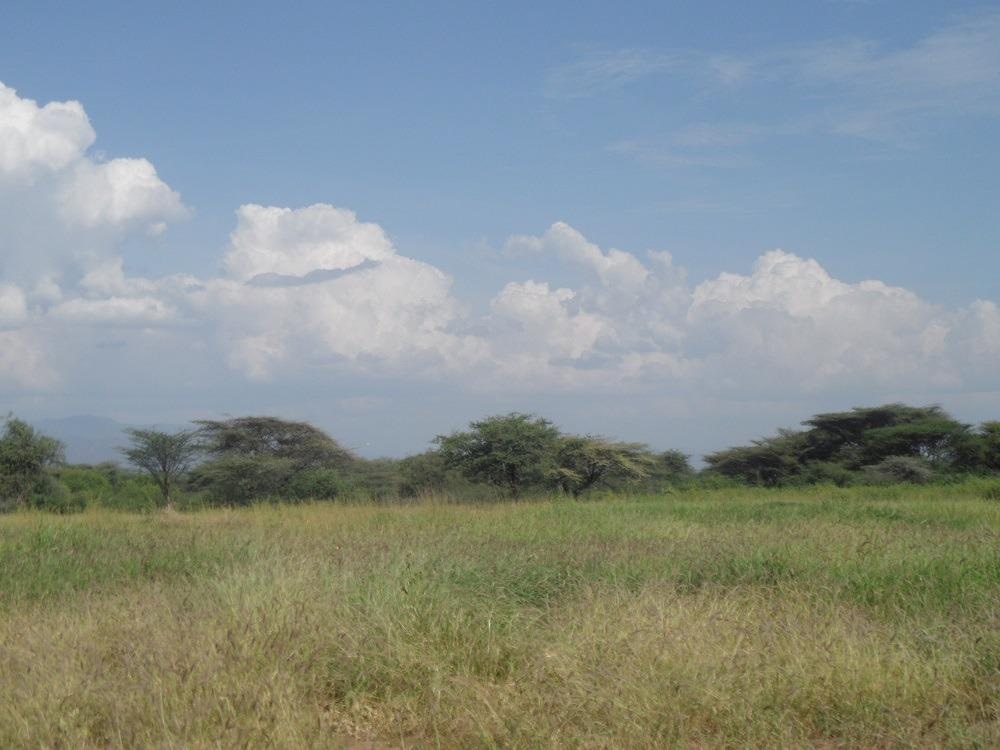 Grassland Restoration in Semi-Arid Regions can Mitigate Climate Change Effects