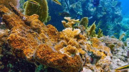 Peyssonnelid Algal Crusts are Overgrowing, Threatening Shallow Coral Reefs