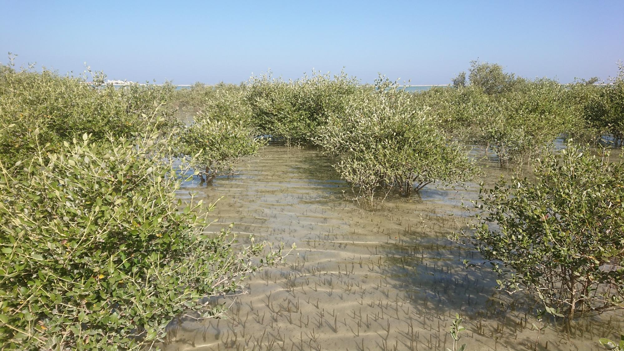 Study Shows Climate Change Accounts for Disappearance of Mangroves in Oman
