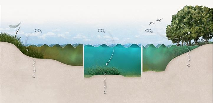 Blue carbon ecosystems, such as mangroves, saltmarshes, kelp forests, and seagrass meadows, act as carbon sinks by removing carbon from the atmosphere and storing it below ground in their sediments.