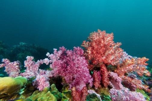 Coral reefs are in decline, so more research is needed into the potential impacts of sunscreen pollutants.